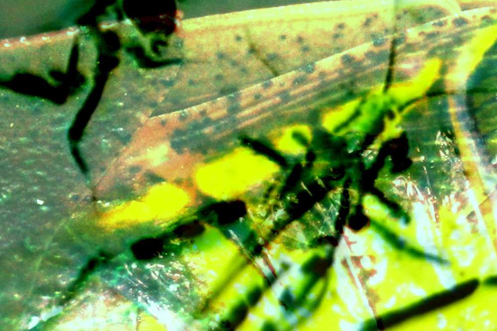 Jump - a closeup photo for a grasshopper - still from a video by Sonia Killman.